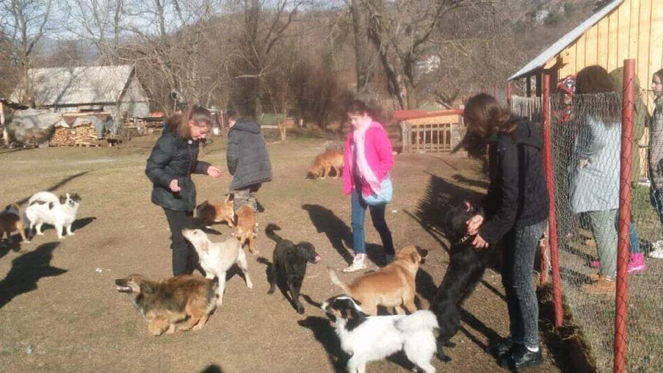 Mali i veliki raj - azil za napustene zivotinje